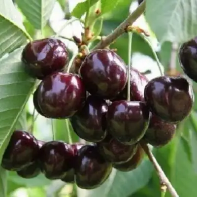 Черешня ЛЕНИНГРАДСКАЯ ЧЁРНАЯ в Барановичах