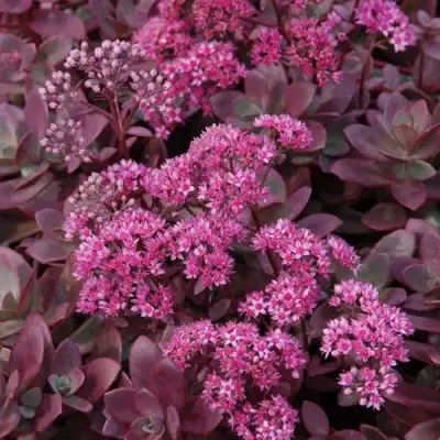 Очиток (седум) САНСПАРКЛЕР ФАЙЕРКРЕКЕР в Барановичах