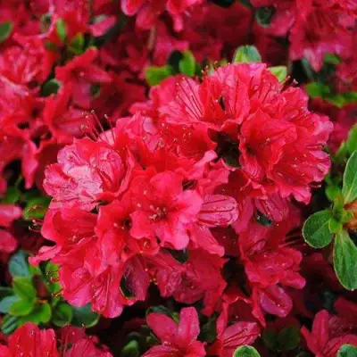 Азалия ХИНО КРИМСОН японская в Барановичах