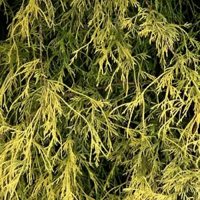 Кипарисовик ФИЛИФЕРА АУРЕА горохоплодный в Барановичах