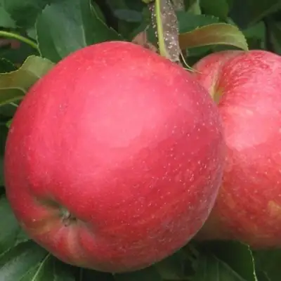 Яблоня РУБИН в Барановичах