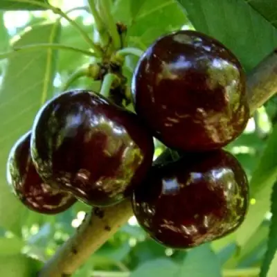 Черешня МУСКАТНАЯ в Барановичах