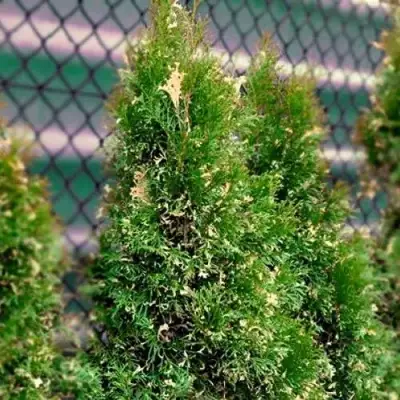 Туя СМАРАГД ВАРИЕГАТА западная в Барановичах