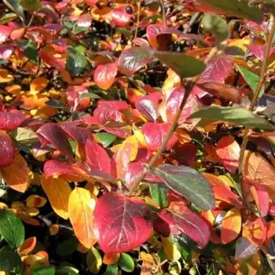 Кизильник блестящий в Барановичах