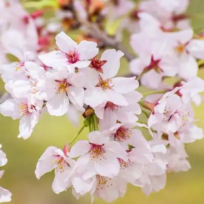 Сакура КОЙО НО МАЙ в Барановичах