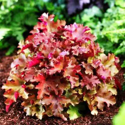 Гейхера МАРМЕЛАД в Барановичах