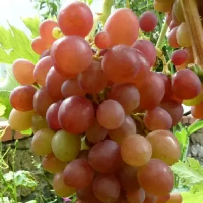 Виноград БЛЕСТЯЩИЙ в Барановичах