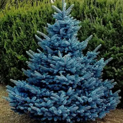 Ель МАДЖЕСТИК БЛЮ колючая в Барановичах