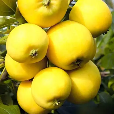 Яблоня УРАЛЬСКОЕ НАЛИВНОЕ в Барановичах