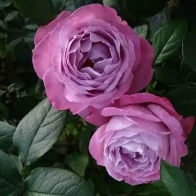 Роза АКВА чайно-гибридная в Барановичах