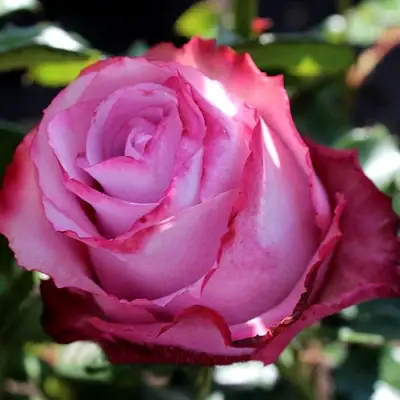 Роза ДИП ВОТЕР чайно-гибридная в Барановичах