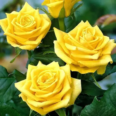 Роза ПАПИЛОН чайно-гибридная в Барановичах