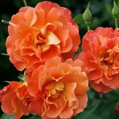 саженцы розы Вестерленд