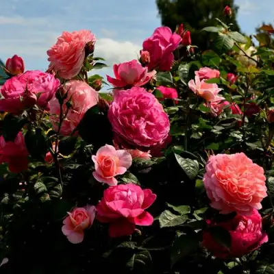 Роза ОЛЬГА шраб в Барановичах