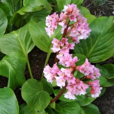 Бадан БЭБИ ДОЛЛ в Барановичах