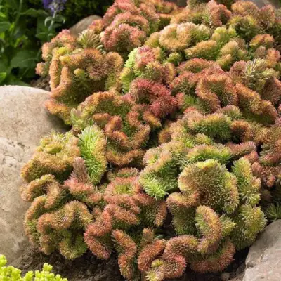 Очиток (седум) КРИСТАТУМ отогнутый в Барановичах