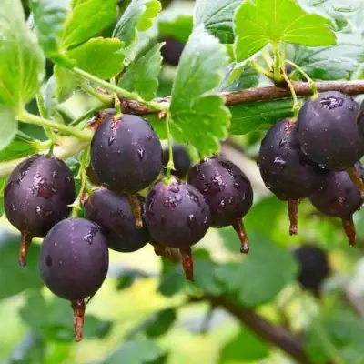 Крыжовник ЧЕЛЯБИНСКИЙ СЛАБОШИПОВАТЫЙ в Барановичах