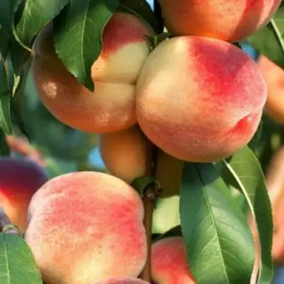 Персик ЛОЙКО 2 в Барановичах