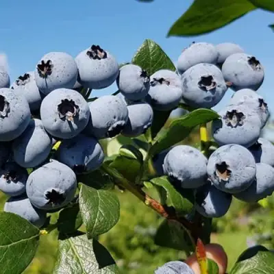 Голубика НЕЛЬСОН в Барановичах