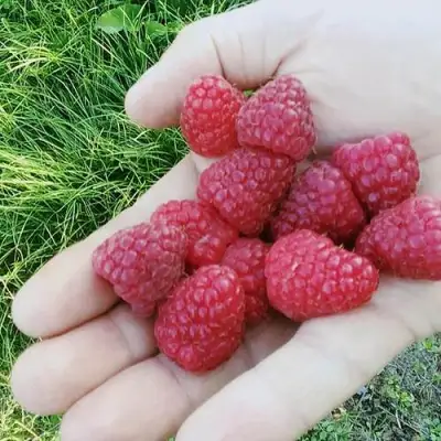Малина ПОЛЬКА (ПОЛКА) в Барановичах