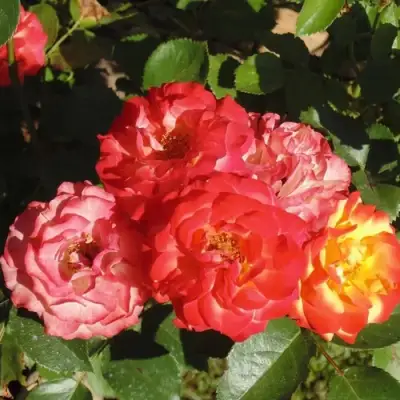 Роза ТАЙФУН спрей в Барановичах