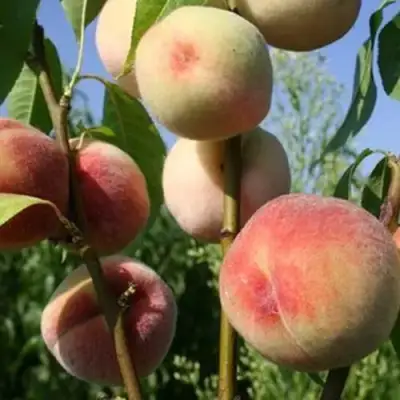 Персик ДОНЕЦКИЙ БЕЛЫЙ в Барановичах