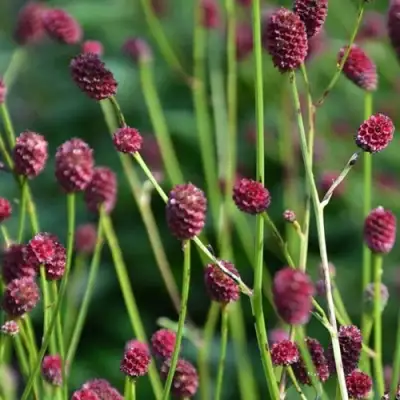 Кровохлебка ЧОКОЛАТ ТИП в Барановичах