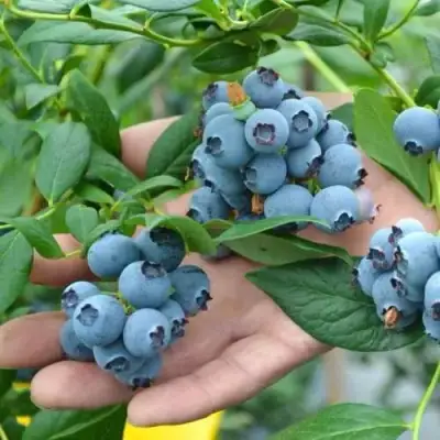 Голубика ТОРО в Барановичах