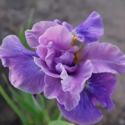 Ирис ХЭВИНГ ФАН сибирский в Барановичах