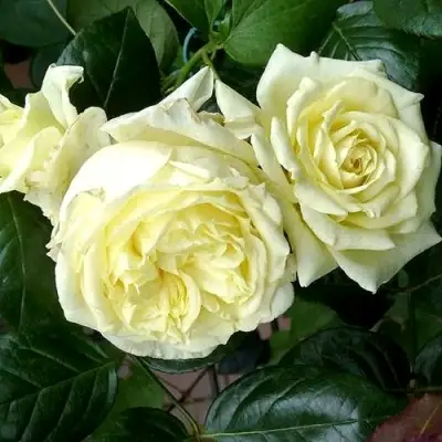 Роза ЭЛЬФ плетистая в Барановичах