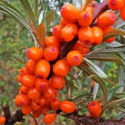 Облепиха ДЖЕМОВАЯ в Барановичах