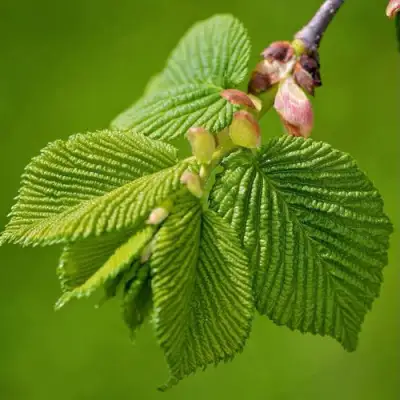 Вяз обыкновенный в Барановичах