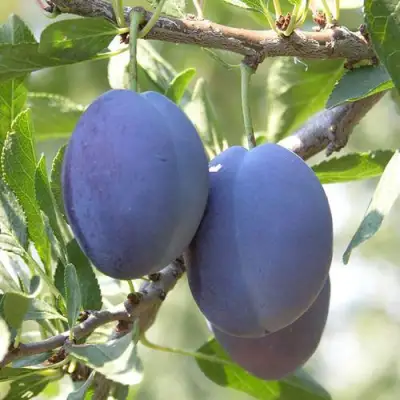 Слива СТЭНЛИ в Барановичах