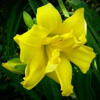 Лилейник ДАБЛ РИВЕР ВАЙ гибридный в Барановичах