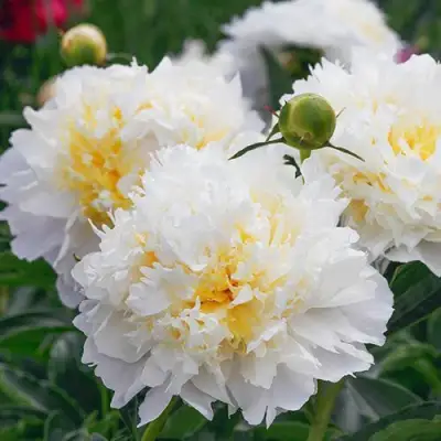 Пион ЧЕДДЕР ЧИЗ травянистый в Барановичах