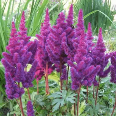 Астильба БЛЭК ЭНД БЛУ китайская в Барановичах