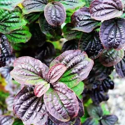 Дерен КОМПРЕССА кроваво-красный в Барановичах