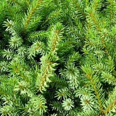 Ель НАНА сербская в Барановичах