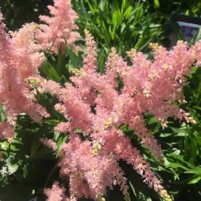 Астильба БРЕССИНГЕМ БЬЮТИ Арендса в Барановичах