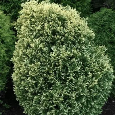 Туя ЛИТОМИШИЛ западная в Барановичах