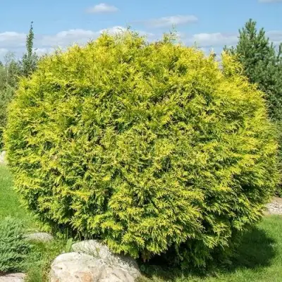 Туя ГОЛДЕН ГЛОБ западная в Барановичах