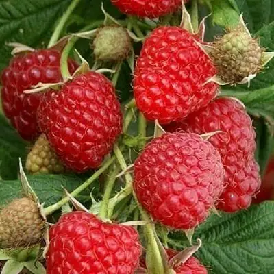 Малина ГЛЕН АМПЛ в Барановичах