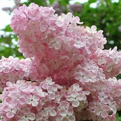 Сирень ВЕЧЕРНИЙ ЗВОН в Барановичах