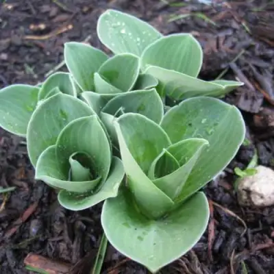 Хоста МОНСТЕР ИРЗ гибридная в Барановичах