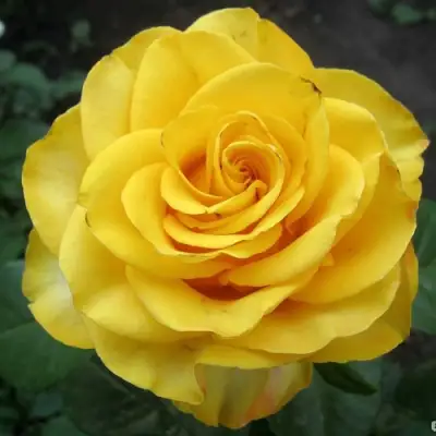 Роза КЕРИО чайно-гибридная в Барановичах