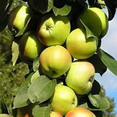 Яблоня ПРЕЗИДЕНТ колонновидная в Барановичах