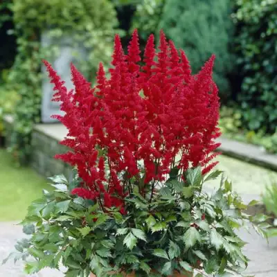 Астильба СПАРТАН Арендса в Барановичах