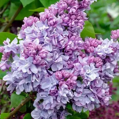 Сирень КАТЕРИНА ХАВЕМЕЙЕР в Барановичах