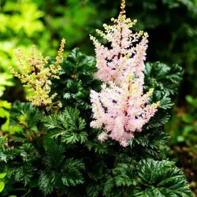 Астильба ЛИЛИПУТ курчавая в Барановичах