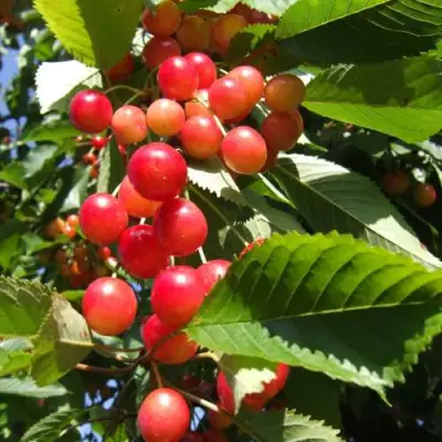 Черешня БРЯНСКАЯ РОЗОВАЯ в Барановичах